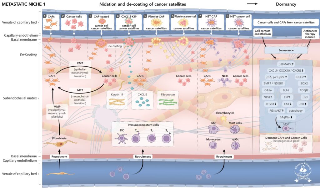 Epistemology of the Origin of Cancer IV: Predisposing Conditions for Metastases